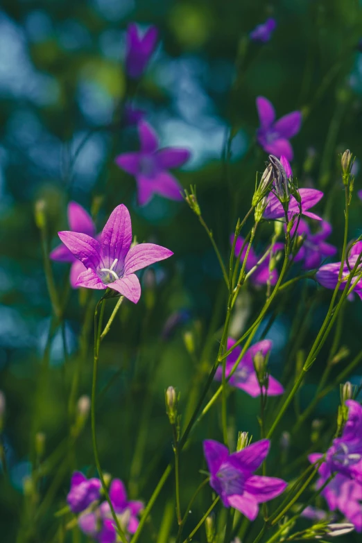 a close - up view of some purple flowers