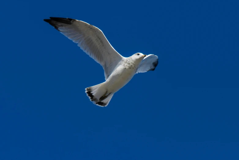 a large white bird is flying through the air