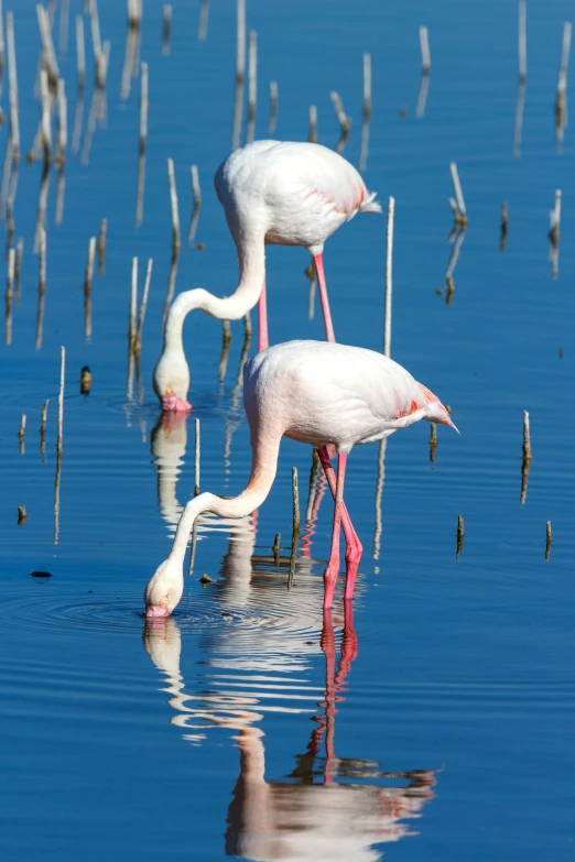 two flamingos standing together in shallow water