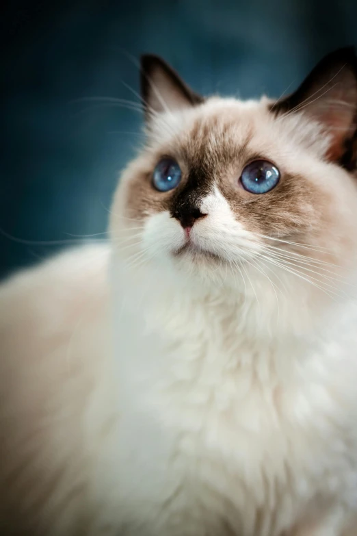 a fluffy, blue eyed cat with big eyes