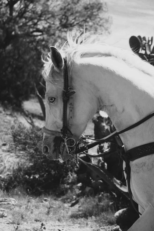 a black and white po of a horse