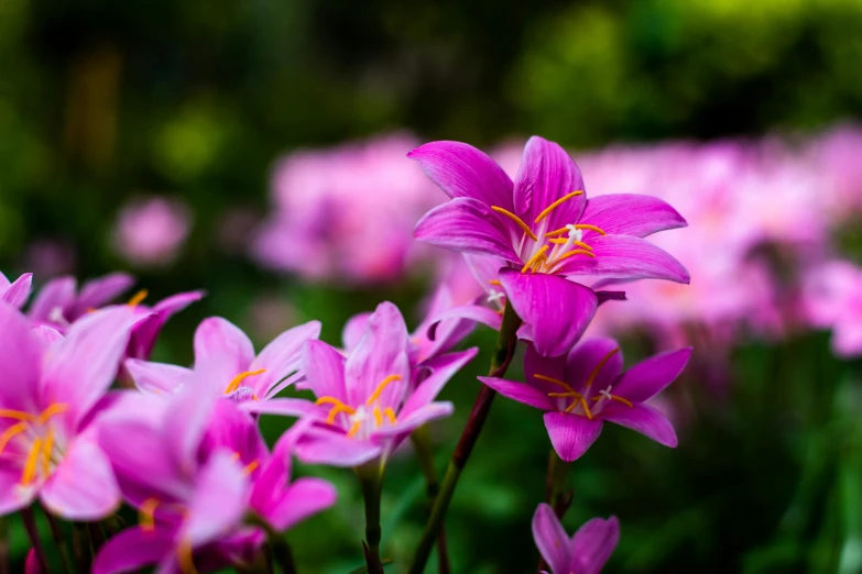 purple flowers growing outside together on the field