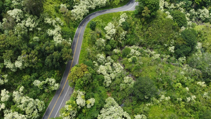 a road winds through the middle of lush green forests