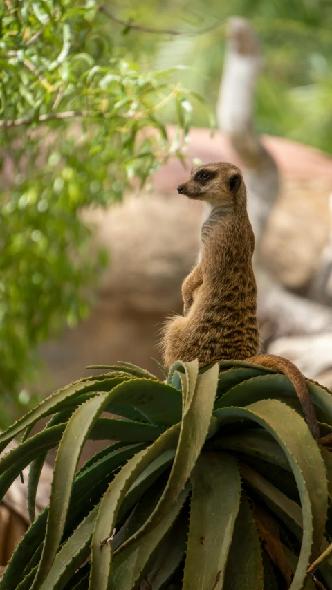 a meerkat sits on the top of some foliage