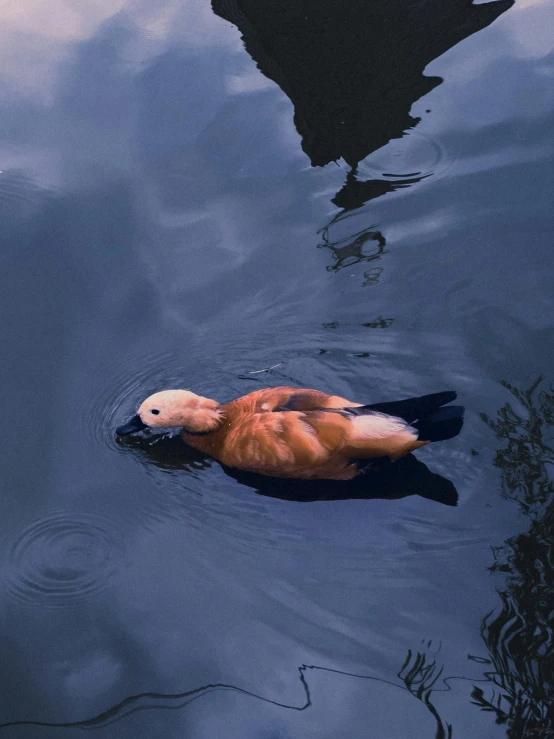there is a duck that is floating in the water