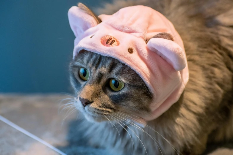 a cat with a pink hat on its head