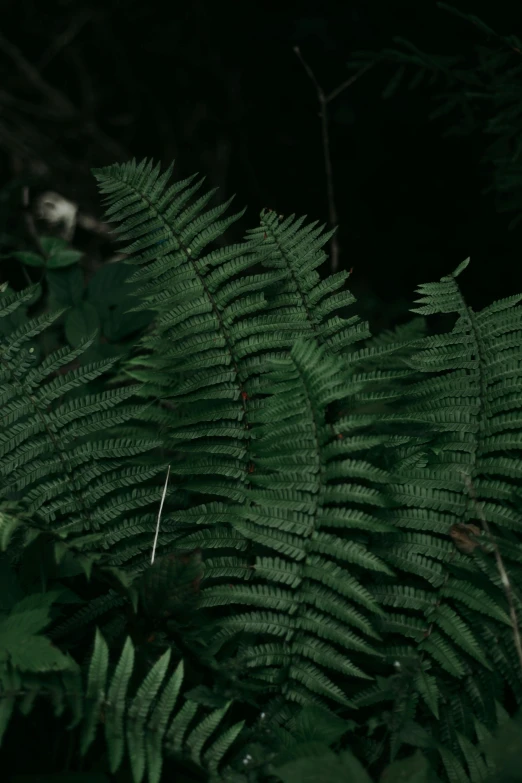 green leaves of a tree in the dark