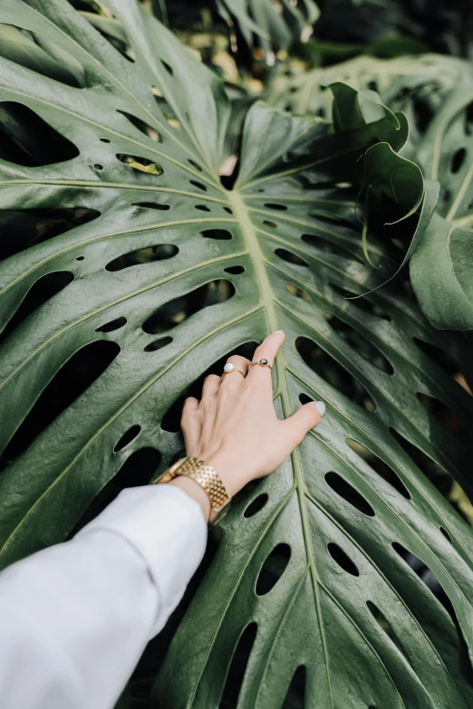 a person's hand on a plant and leaves