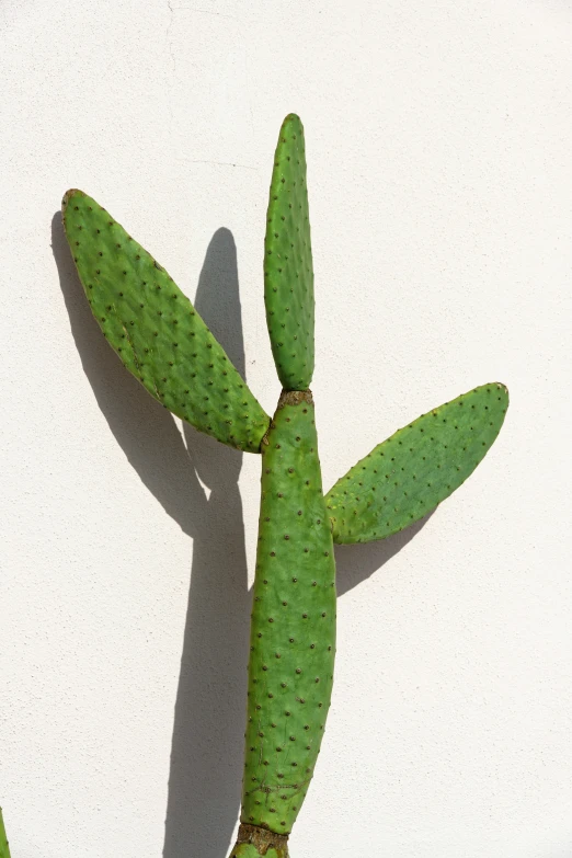 the long green cactus has small leaves