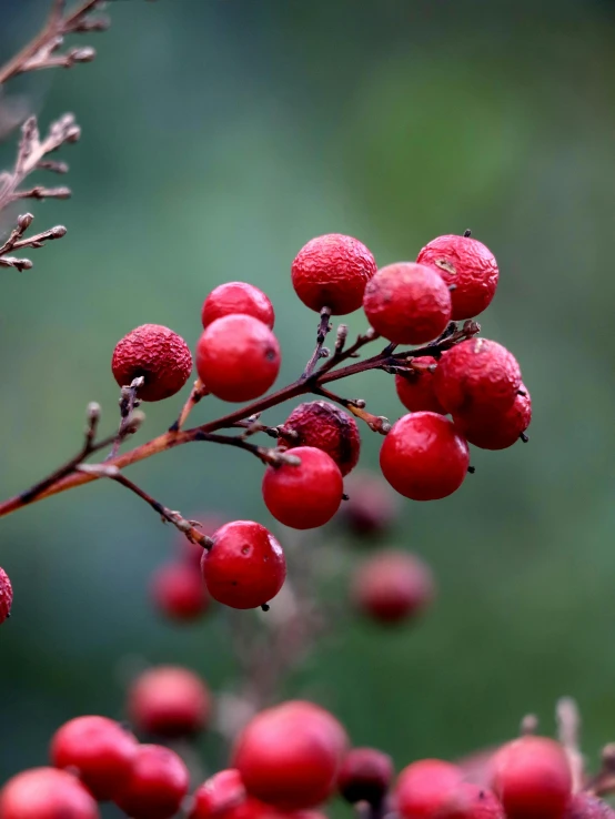 there are berries that are on the plant