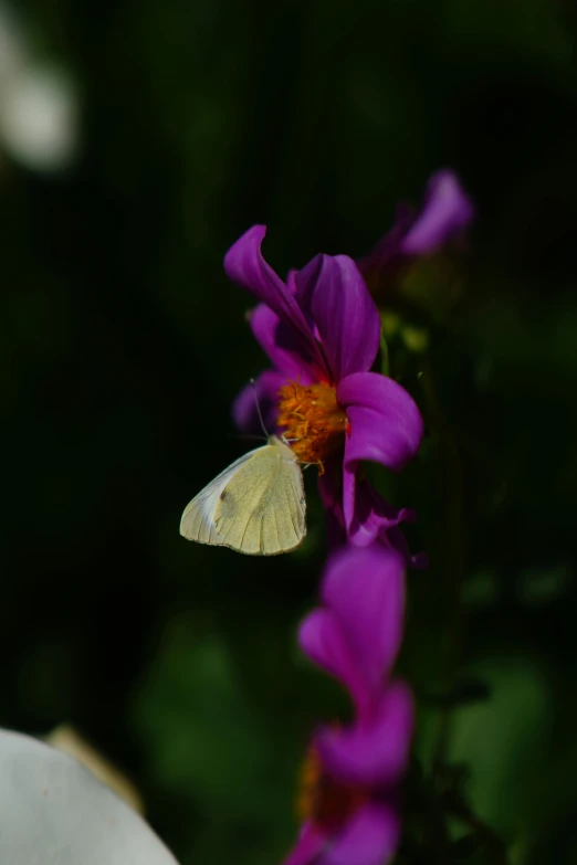 small white erfly sitting on top of purple flowers