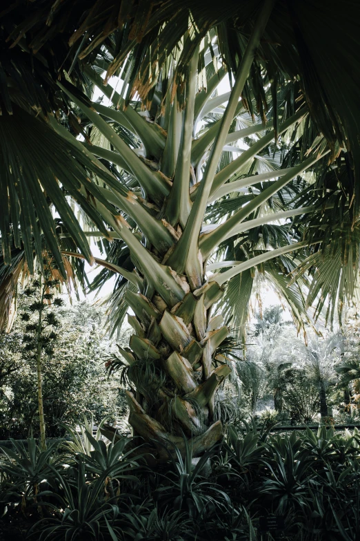 a large tree has many ripe bananas on it