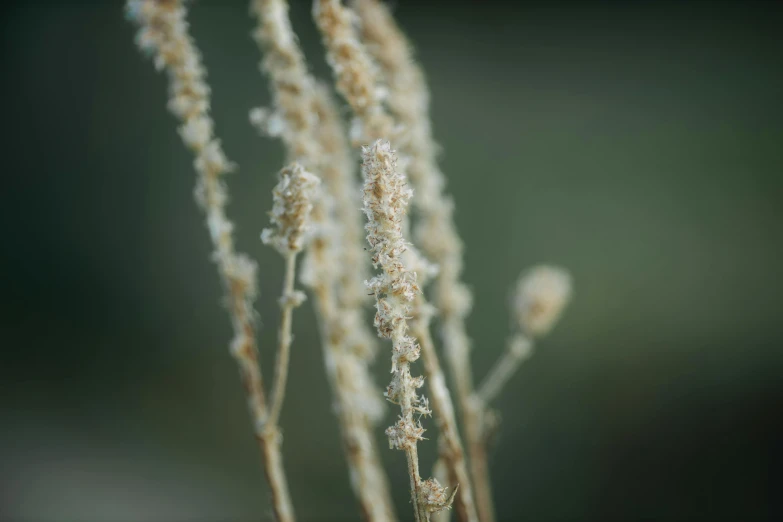 small brown flowers standing alone on a field