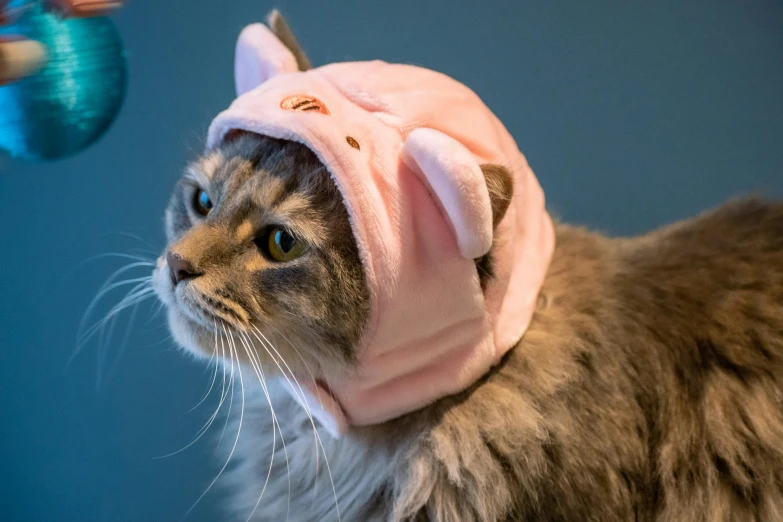 a cat with a pink shirt on staring at a blue ball