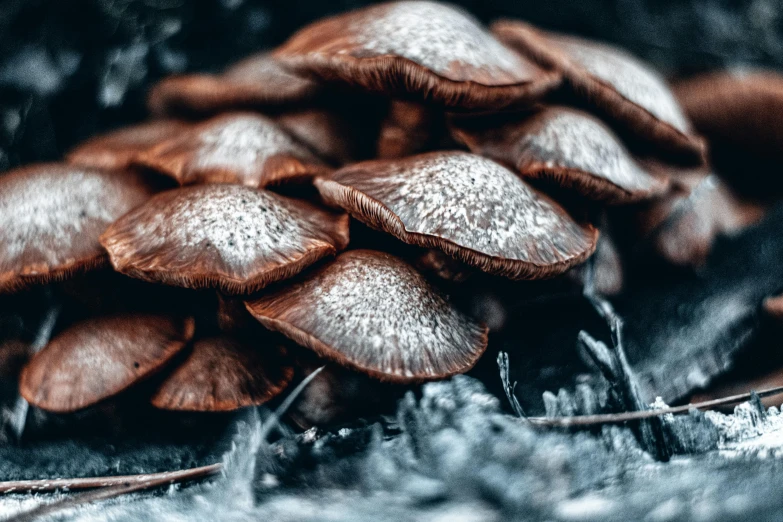 a close - up of mushrooms on the ground