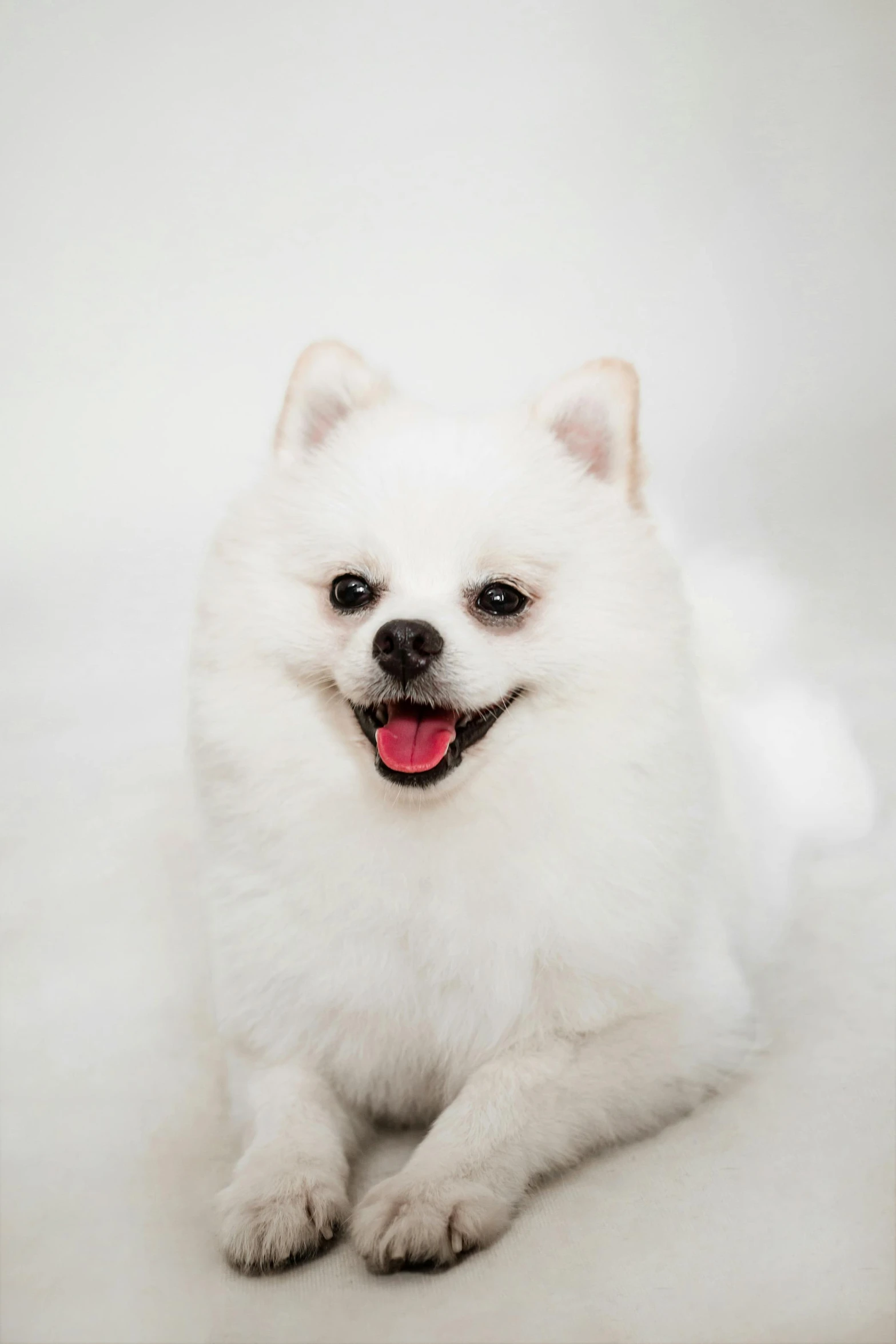 white dog with black eyes looking straight at camera