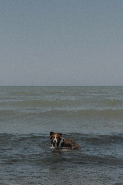 a dog swimming in the middle of a body of water