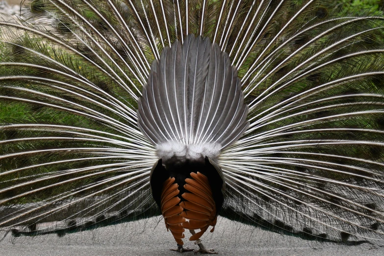 a close up of a peacock displaying its feathers