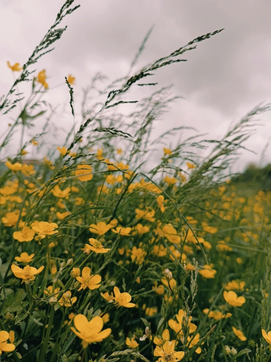 yellow flowers are growing in a field on a cloudy day