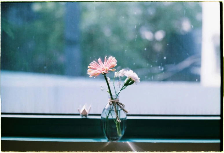 the vase contains pink flowers on the window sill