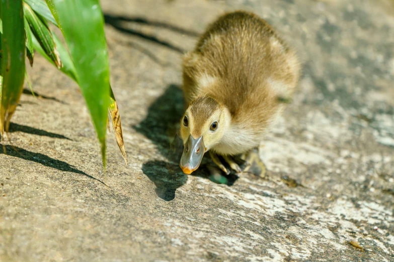 a small baby bird on a rock with leaves