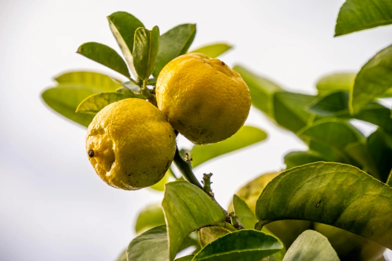 a lemon tree with a bunch of ripe lemons on it