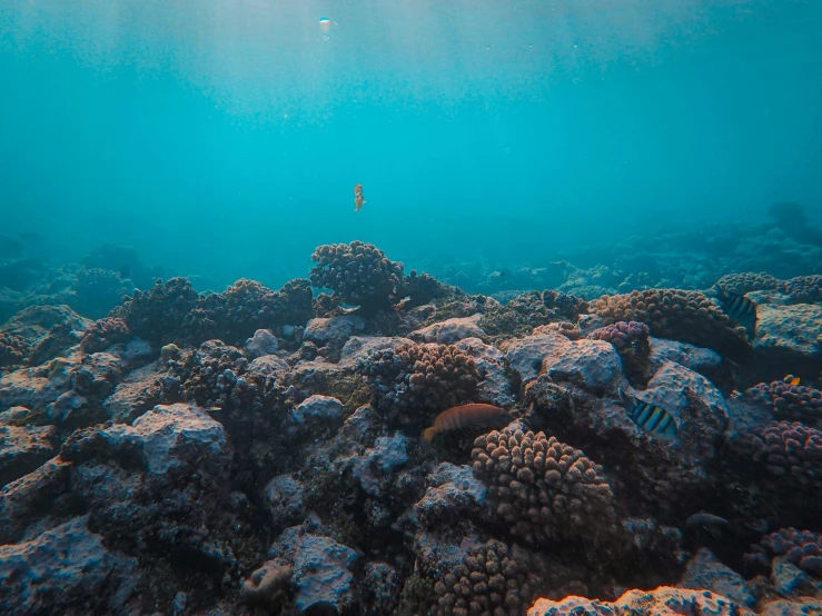 an underwater view of a coral reef with a lot of colorful flowers