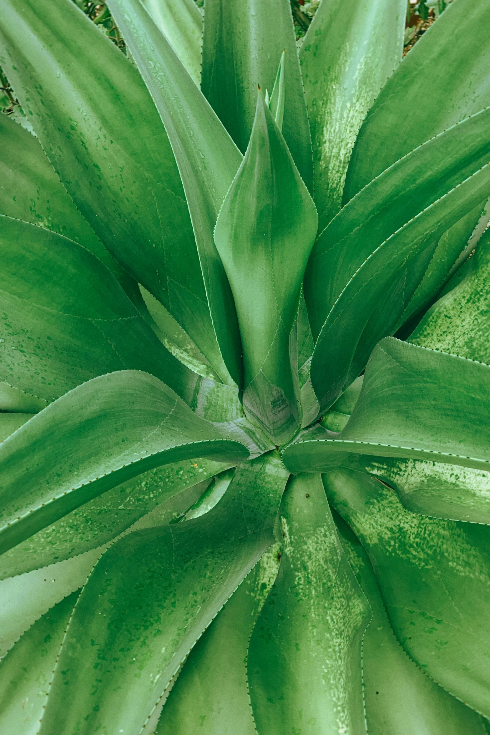 close up image of a green plant that is looking down