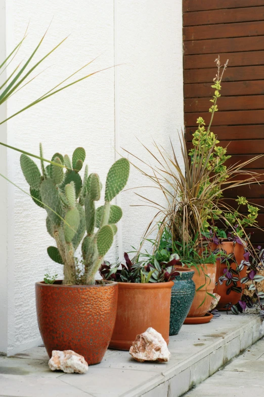 an assortment of plants and rocks on concrete