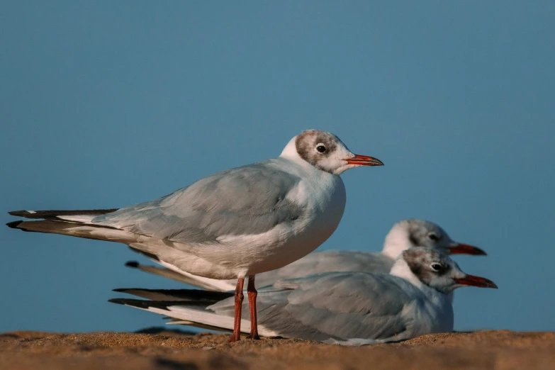 a couple of grey birds standing on top of a rock