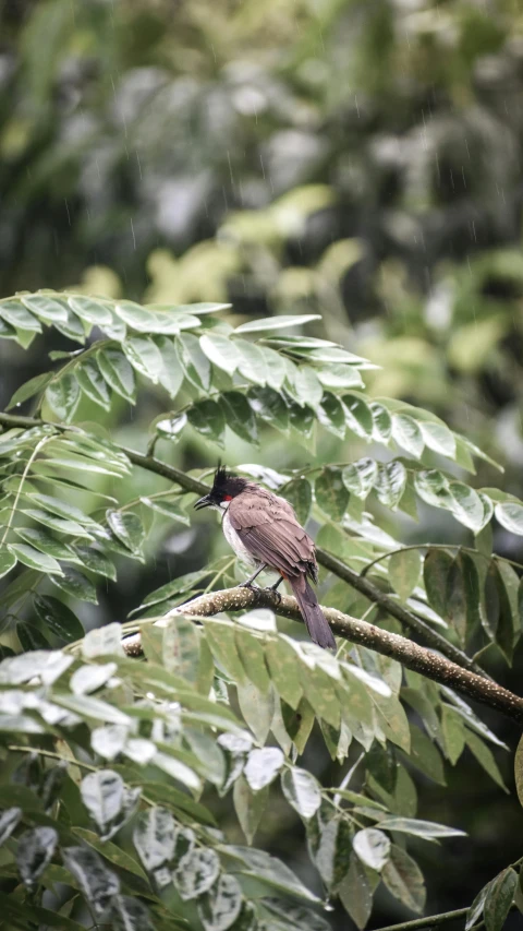 a small bird perched on top of a tree nch