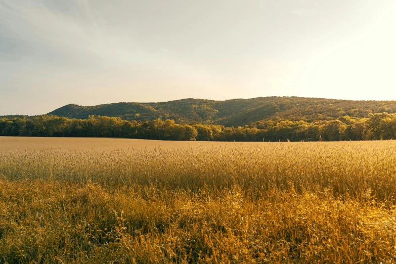 an open field with trees in the background