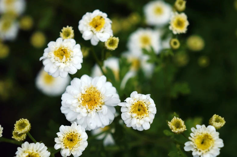 some flowers are shown blooming in a field