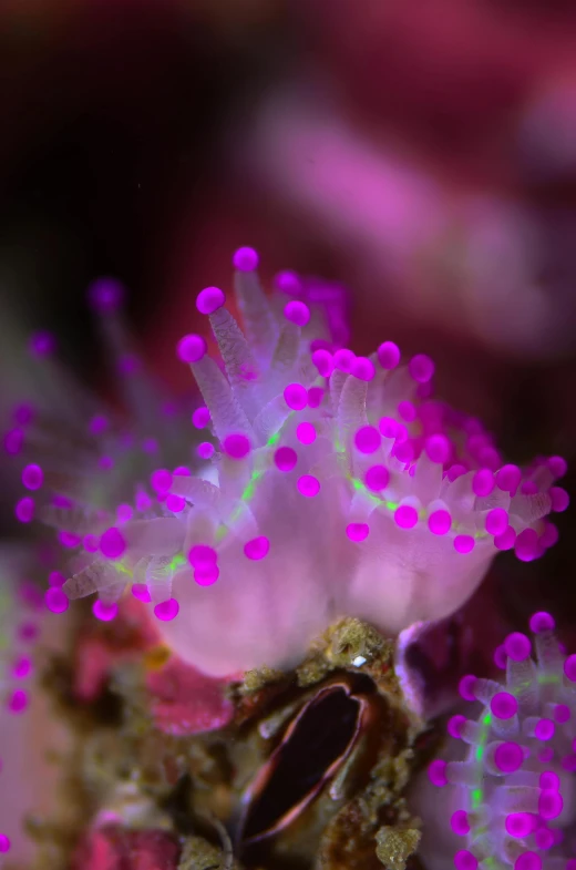 the bright pink and green colors on the coral