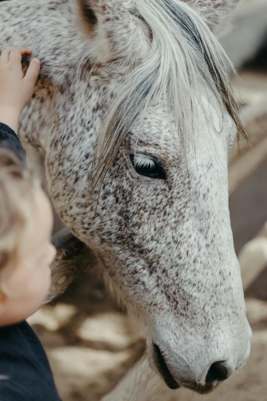 a person holds the neck of a white and grey horse