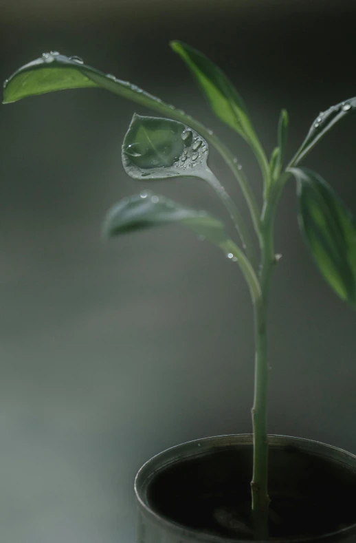 a small potted plant that is next to water droplets