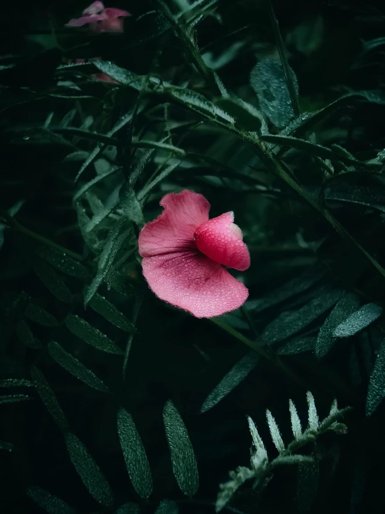 a pink flower with some green leaves and a dark background