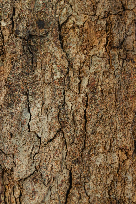 the bark of an old tree is brown and rusty