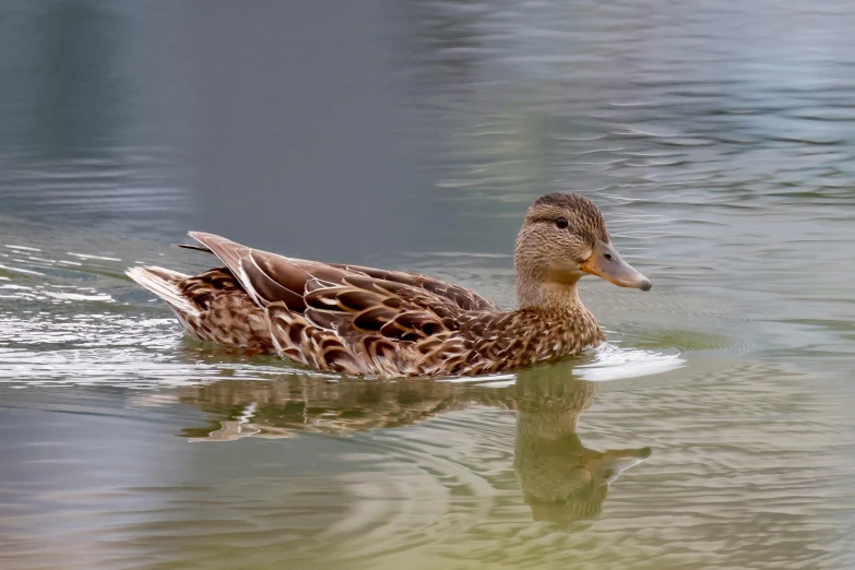 a duck is floating in the water on a lake