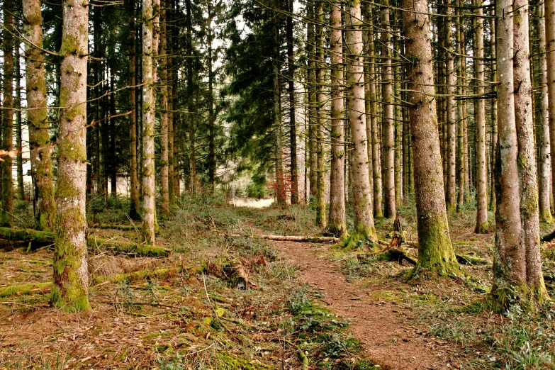 a trail in the middle of a pine grove