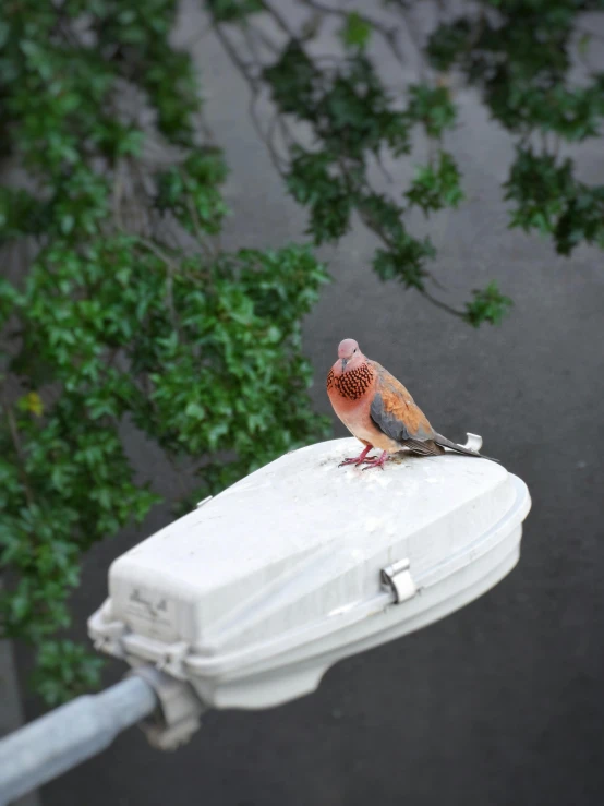 a bird perched on top of an outhouse next to some trees