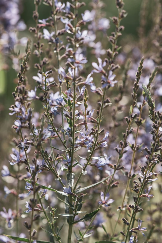 the purple flowers are growing in the field