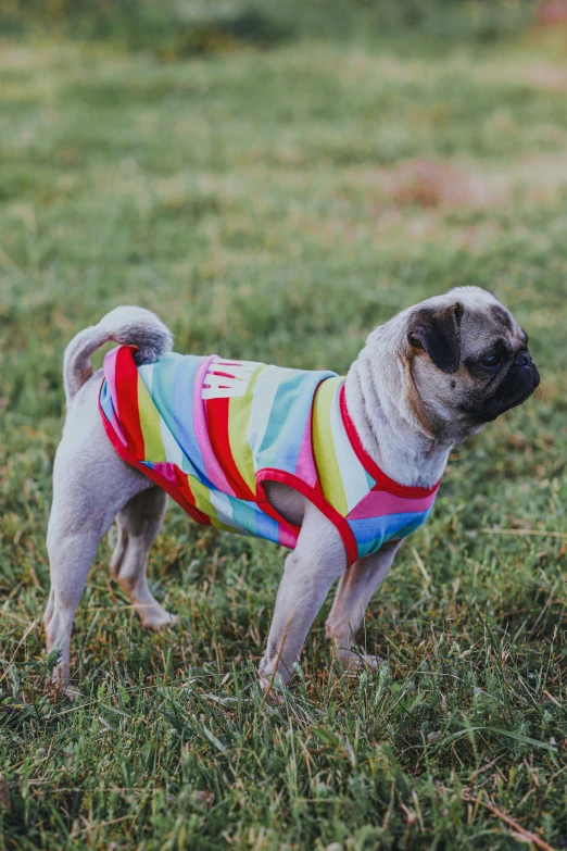 a pug dog with a sweater on it's back