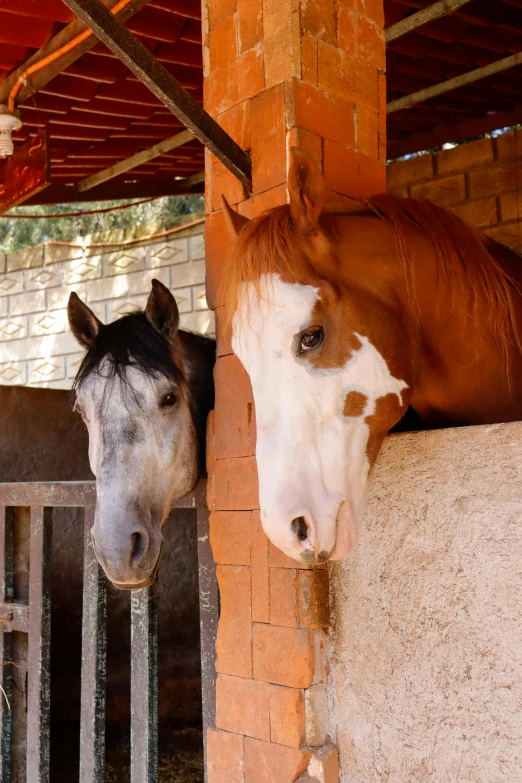 two horses standing next to each other in a pen