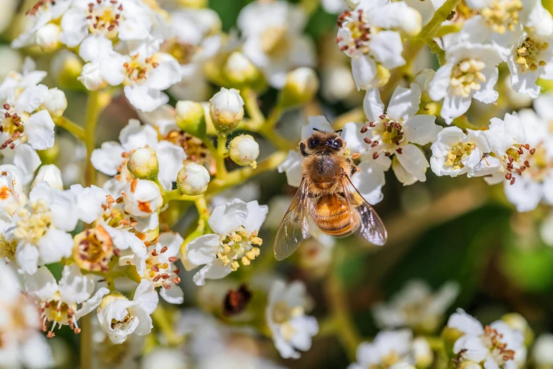 a honeybee is flying from a cluster of white flowers