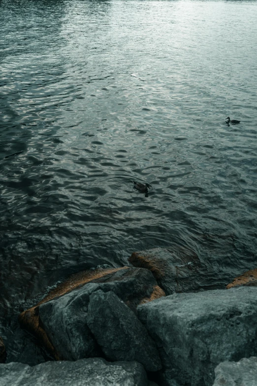 two ducks floating in the water and one duck swimming in the distance