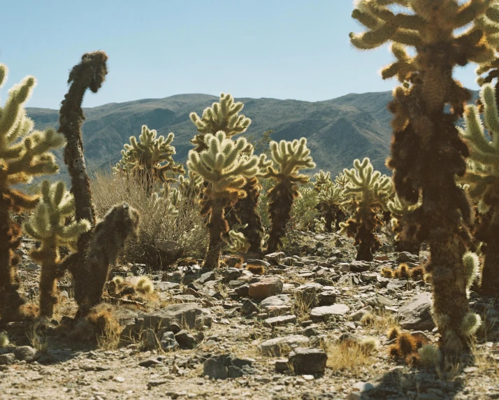 the prick trees are covered by the rocky terrain