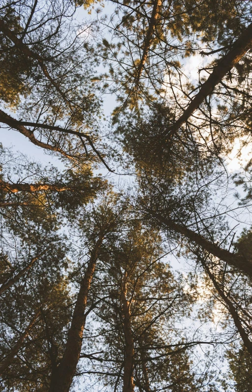 the tops of tall trees reaching up in a forest