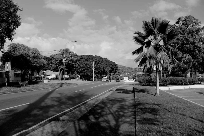 black and white po of street with trees on one side