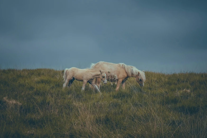 a group of three horses standing in a grassy field